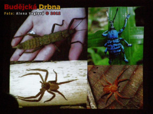 Přednáška studentů Jihočeské univerzity o expedici na Papuu-Novou Guineu