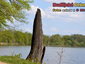 Přírodní rezervace Vrbenské rybníky