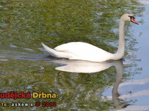 Přírodní rezervace Vrbenské rybníky