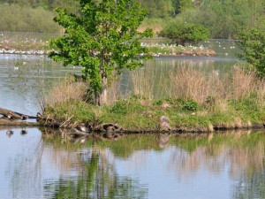 Přírodní rezervace Vrbenské rybníky