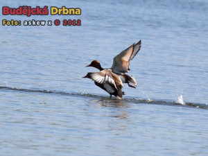 Přírodní rezervace Vrbenské rybníky