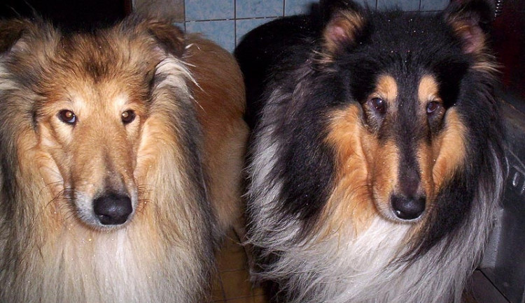 Na Včelné se ztratily dvě kolie. Pomůžete je najít?