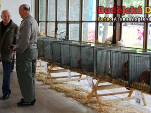 Různé druhy krásných králíků