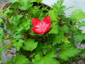 Japonské kulturní dny v domě U Beránka