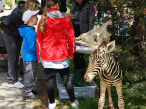 Zvláštní soutěž v identifikování zvířecí lebky