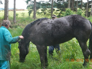 Kůň zapadl do bahna u Starých Hutí