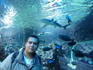 Tunel se žraloky v Akvarietu