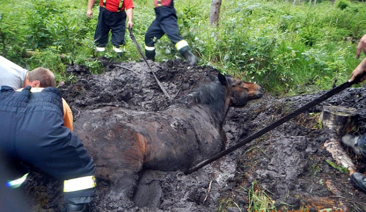 Kůň zapadl do bahna u Starých Hutí