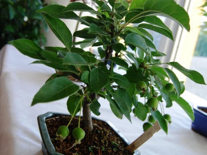 Bonsaj může být i z ovocného stromku