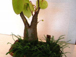 Bonsaj, která patří autorovi výstavy