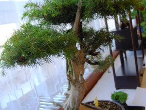 Speciálně upravená bonsaj