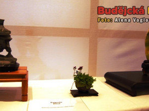 Umění suiseki doplňuje krásnou výstavu bonsají