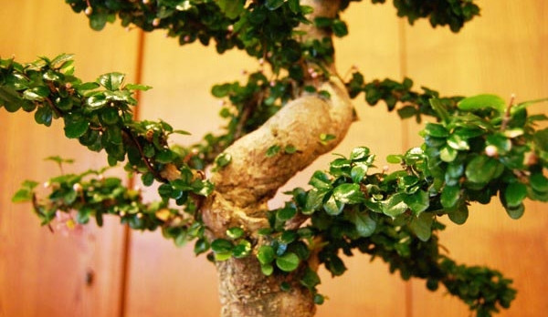 Bonsaje jsou jako obraz a jejich autor je malířem tvořícím umění