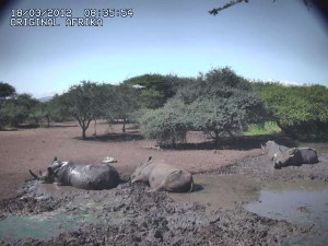 Záběr z webkamery v africké buši