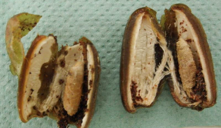 Datle prolezlé škůdci