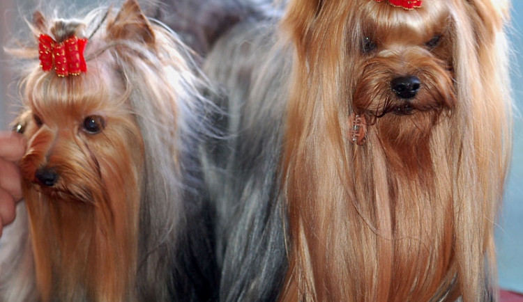 Yorkšírští teriéři