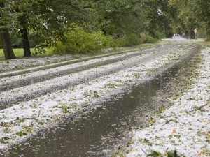 Nárazový vítr lámal stromy. Tento snímek je z Plavské ulice. Foto David Louženský