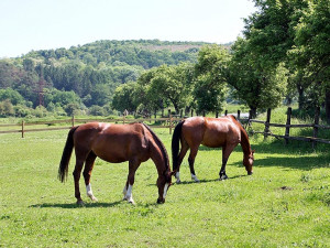 Na Husově třídě ráno pobíhalo stádo pěti koní