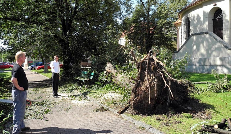 Zlomený téměř stoletý javor