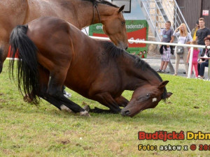 Miloslav Simandl se svými koňmi Denym a Apawi