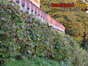 Slavnosti vína v Hluboké nad Vltavou