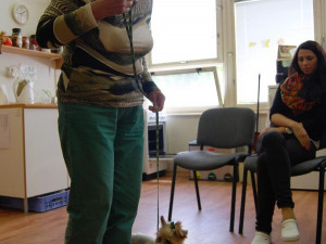 Správná ukázka vodění psa na vodítku