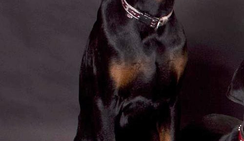 Ztracená dobrmanka byla nalezena na Dobré Vodě