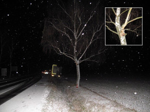 Strom, do kterého kamion narazil