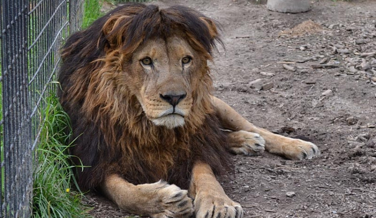 Vánoce se v ZOO Dvorec uskuteční již tuto sobotu