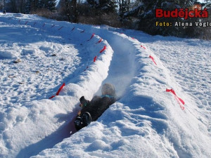 Budějcká Drbna trénuje na závod
