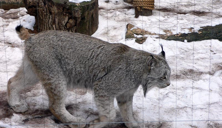 Kam s dětmi o prázdninách? Třeba do ZOO ve Dvorci
