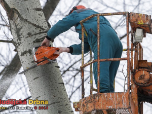 Kácení topolů v parku Na Dlouhé louce