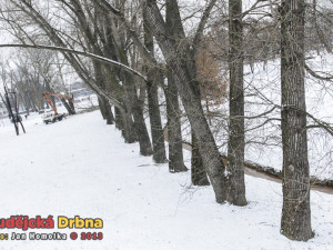Kácení topolů v parku Na Dlouhé louce