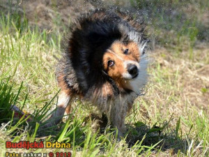 6. místo (7 hlasů): Vltava Open. Po aportu je třeba vytřepat vodu z kožichu