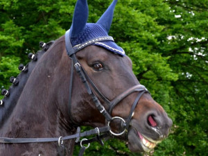 10. místo (6 hlasů): Vysmátej kůň