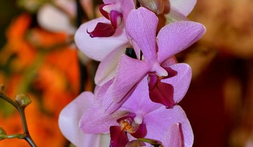 FOTO: Budějcká Drbna v ráji plném orchidejí