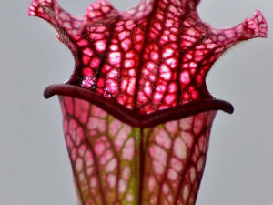 Prodejní výstava orchidejí v DK Metropol