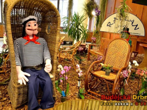 Prodejní výstava orchidejí v DK Metropol