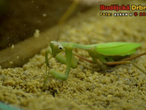 Prodejní výstava orchidejí v DK Metropol