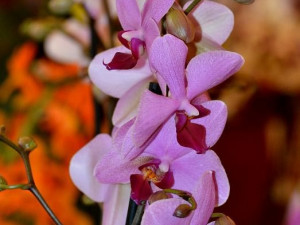 FOTO: Budějcká Drbna v ráji plném orchidejí