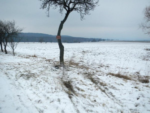 Strom, do kterého narazila žlutá sanitka