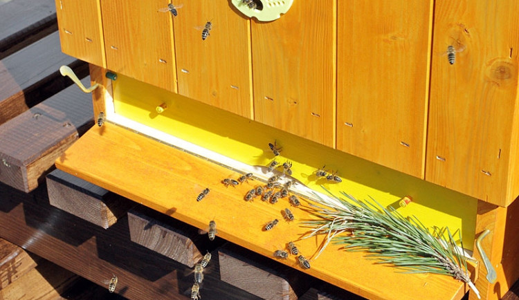 První včely vylétávají z úlů na střeše radnice v Českých Budějovicích