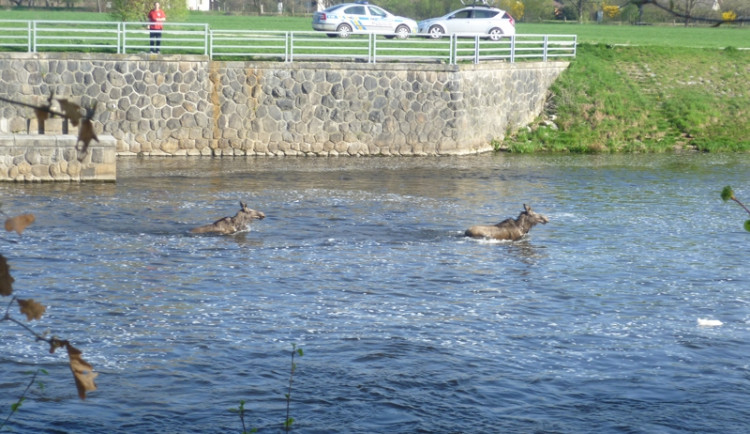 Dvě samice losa evropského pobíhaly po Budějovicích