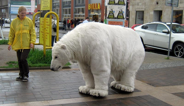 Lední medvědice Paula na Lannově třídě