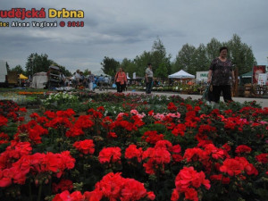 Všude spousta rozkvetlých květin