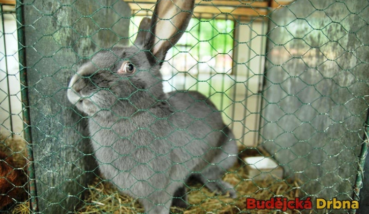 Zvířata jak na ukázku, tak i na prodej