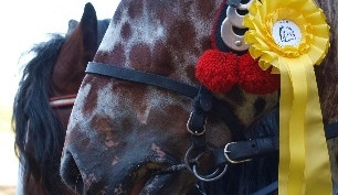 V posledních letech získávají tito koně zpět své nenahraditelné místo při práci v těžko dostupných lesních terénech.