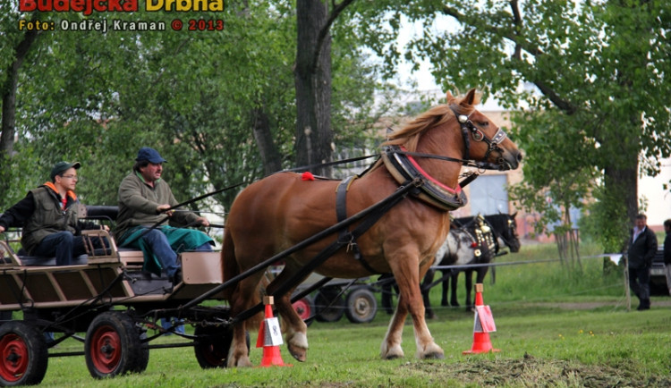 Kvalifikační kolo Mistrovství České republiky v kombinovaných soutěžích chladnokrevných koní