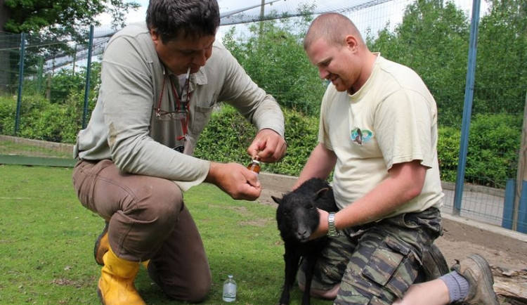 Veterinář MVDr. Emanuel Krejcar a ošetřovatel Martin Drha zachraňují ovci ouessantskou