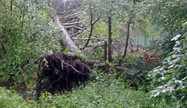 Vyvrácený strom poblíž volejbalového hřiště ve Stromovce